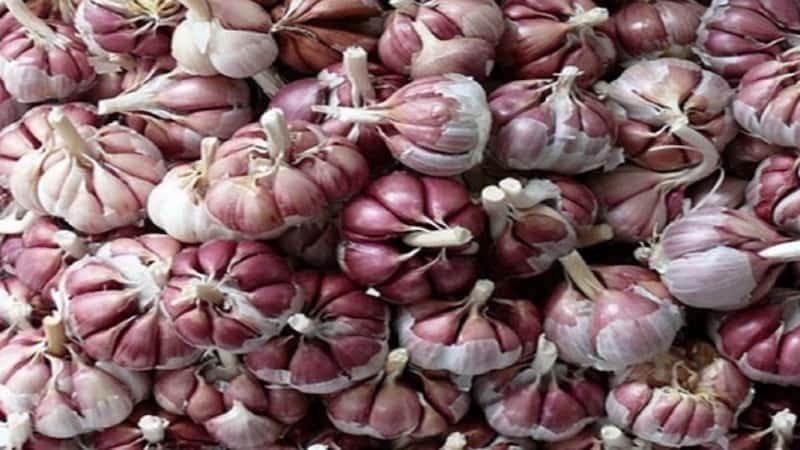 تصویر 1 از سیر اصفهان بنفش درجه یک و طعمی عالی